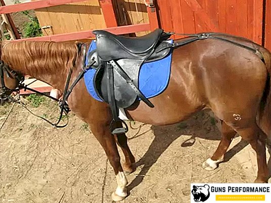 Pelana untuk kuda: versi paling populer dan modifikasi modern