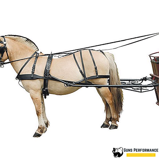Harness for hester og andre dyr: Hvordan velge den rette